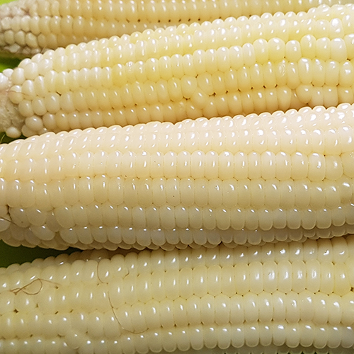 강원도 치악산 미백찰옥수수